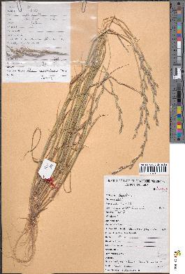 spécimen de Lolium multiflorum