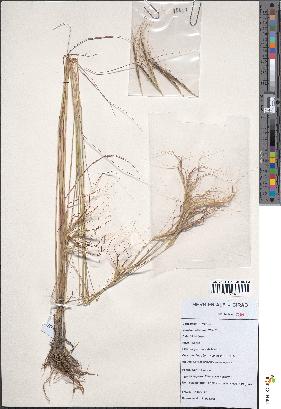 spécimen de Parahyparrhenia annua