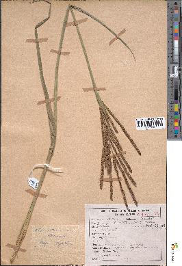 spécimen de Paspalum virgatum