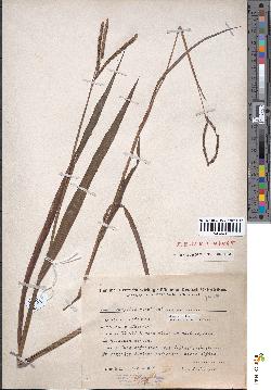 spécimen de Paspalum scrobiculatum