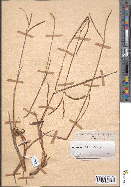 spécimen de Paspalum scrobiculatum