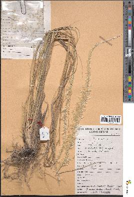 spécimen de Pappophorum pappiferum