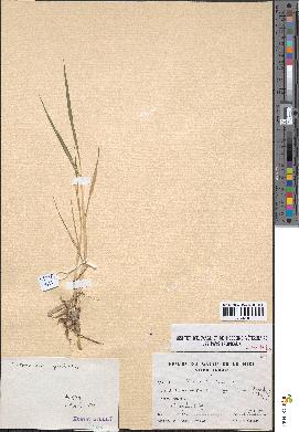 spécimen de Paspalidium geminatum