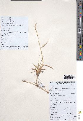 spécimen de Paspalidium geminatum