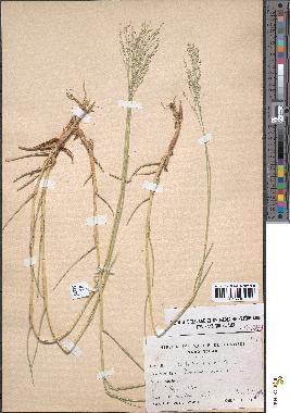 spécimen de Panicum repens