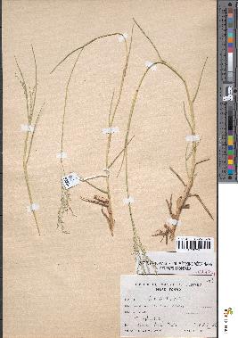 spécimen de Panicum repens