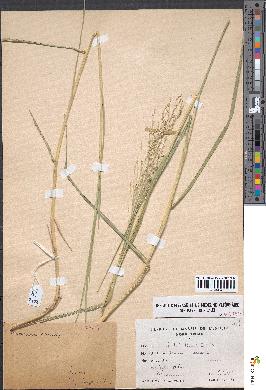 spécimen de Panicum repens