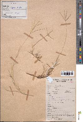 spécimen de Cynodon dactylon