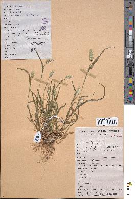 spécimen de Cynosurus echinatus
