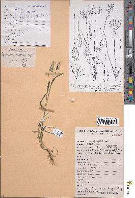 spécimen de Cynosurus elegans