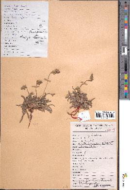 spécimen de Plantago albicans