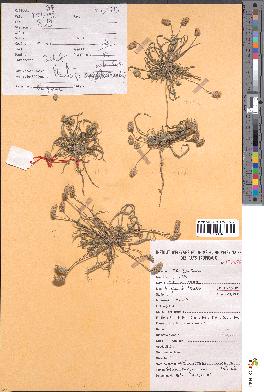 spécimen de Plantago ovata