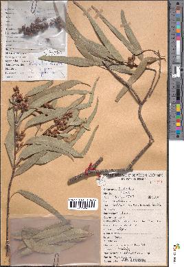 spécimen de Eucalyptus sp.