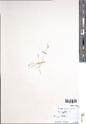 spécimen de Aira caryophyllea