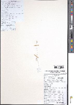 spécimen de Aira caryophyllea
