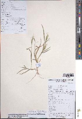 spécimen de Brachypodium distachyon