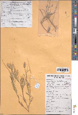 spécimen de Cenchrus ciliaris