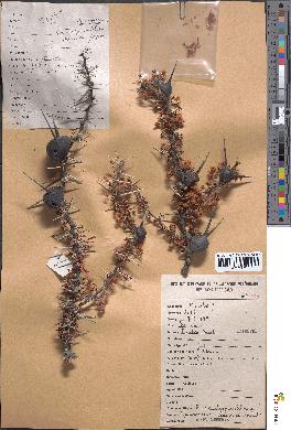 spécimen de Acacia drepanolobium