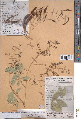 spécimen de Philenoptera laxiflora
