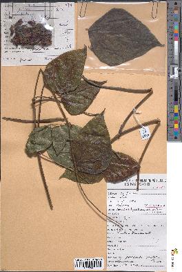 spécimen de Rhynchosia mannii