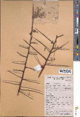 spécimen de Euphorbia cuneata