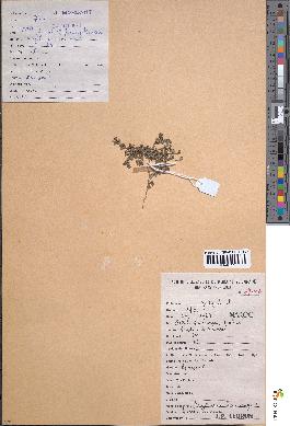 spécimen de Euphorbia chamaesyce