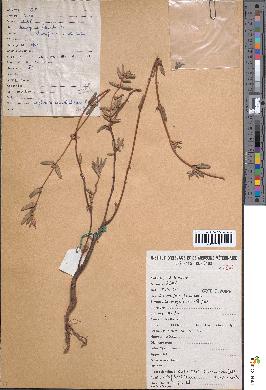 spécimen de Euphorbia convolvuloides