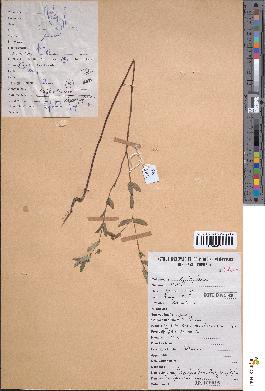 spécimen de Euphorbia hyssopifolia