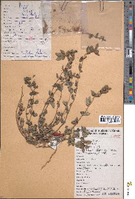spécimen de Euphorbia hirta