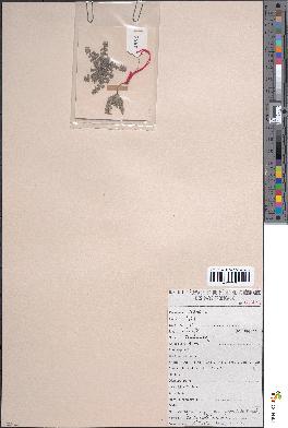 spécimen de Euphorbia granulata