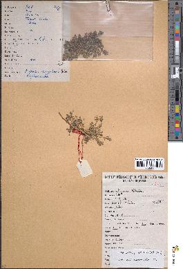 spécimen de Euphorbia granulata