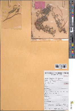 spécimen de Euphorbia granulata