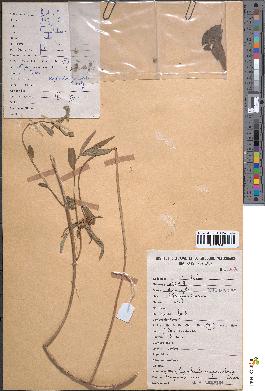 spécimen de Euphorbia geniculata