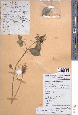 spécimen de Euphorbia geniculata