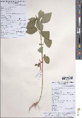 spécimen de Euphorbia geniculata