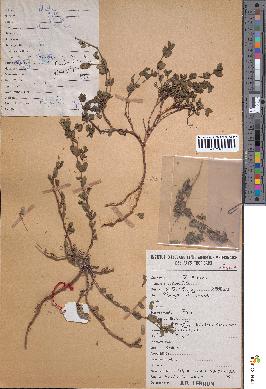 spécimen de Euphorbia trinervia