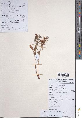 spécimen de Euphorbia cyparissioides
