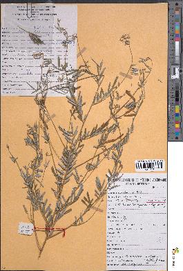 spécimen de Tephrosia linearis