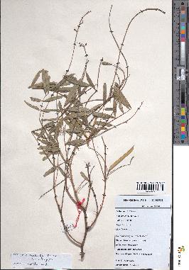 spécimen de Tephrosia lupinifolia