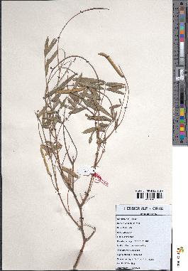 spécimen de Tephrosia lupinifolia