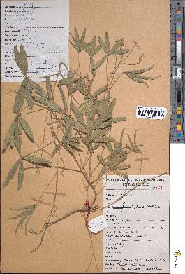 spécimen de Tephrosia lupinifolia