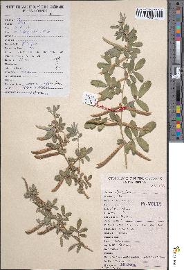 spécimen de Tephrosia uniflora