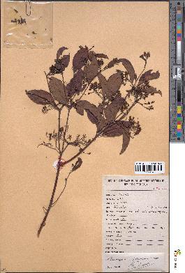 spécimen de Psorospermum glaberrimum