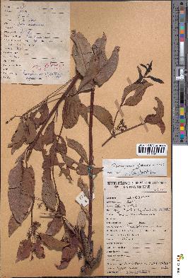 spécimen de Psorospermum glaberrimum