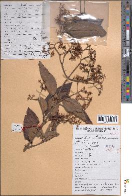 spécimen de Harungana madagascariensis