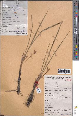 spécimen de Curculigo pilosa