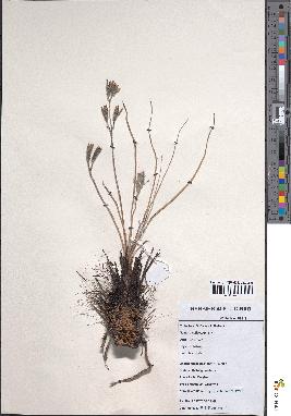 spécimen de Hypoxis obtusa