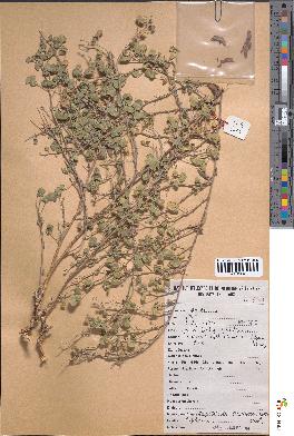 spécimen de Rhynchosia pulverulenta