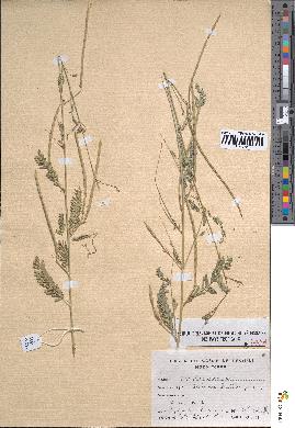 spécimen de Sesbania leptocarpa