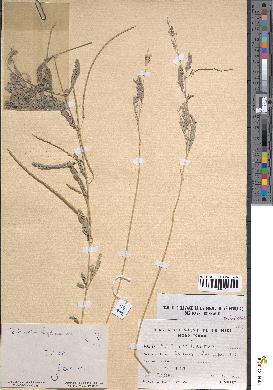 spécimen de Sesbania leptocarpa